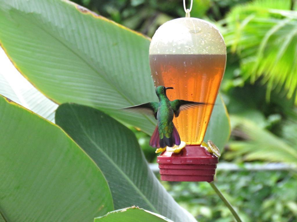 Casa Abundancyah B&B Bocas del Toro Zewnętrze zdjęcie